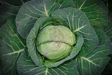 Obraz premium selective focus on a big cabbage in the garden ,In the garden is a large green cabbage whose leaves are opening one by one