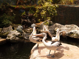 Pelicans are waiting to be fed