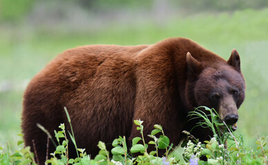 black bear sow and her cub munching in a pasture of wildflowers in summer next to waterton village, alberta, canada © Nina