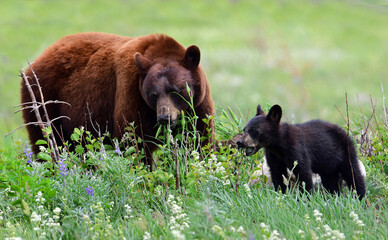black bear sow and her cub munching in a pasture of wildflowers in summer next to waterton village, alberta, canada © Nina