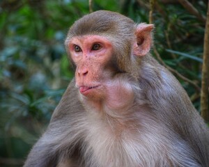 macaque alpha monkey eating on ripe banana macaque monkey enjoying food