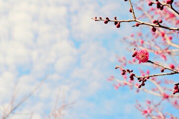 青空と紅梅の花の枝