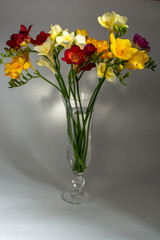 spring bouquet of fresh freesia flowers in a vase