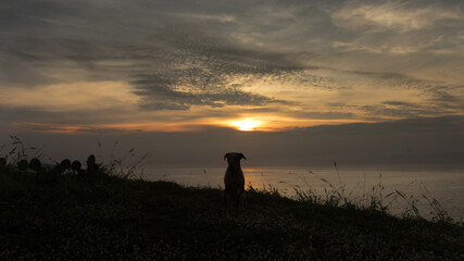 Dog sitting in flower field with sunset background