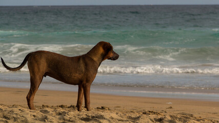 Dog on the beach watching the waves