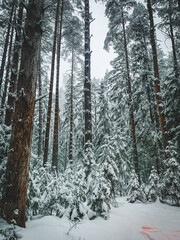 forest in winter
