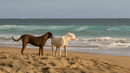 Dogs watching the waves