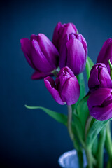tulips on black background