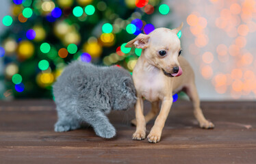 puppy of the toy Terrier with a kitten on the background of Christmas tree