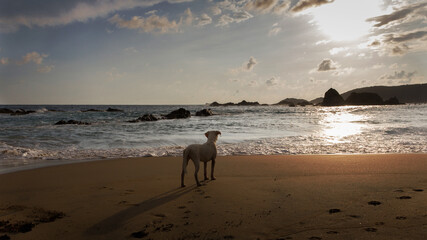 Dog on the beach looking at the waves with the sunset in the background