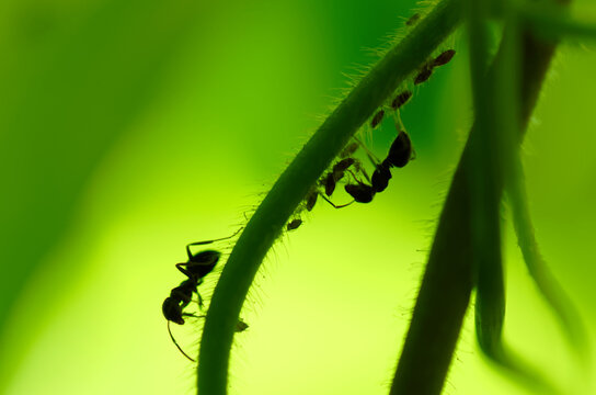 アブラムシ Images Browse 318 Stock Photos Vectors And Video Adobe Stock