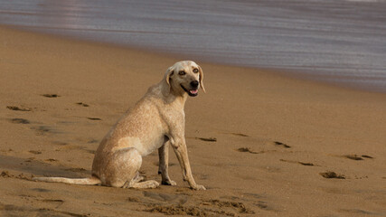 Dog on the beach watching the waves