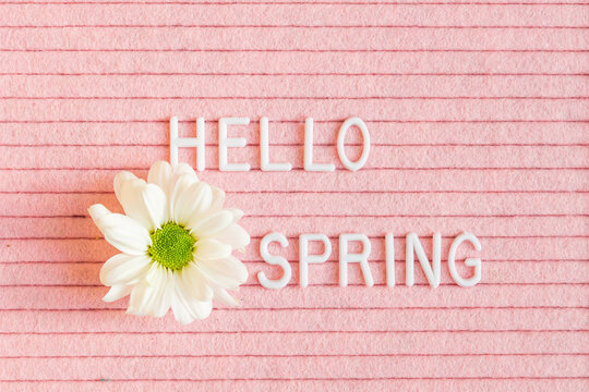 Text hello spring on pink felt letter boar with white blooming flower of chrysanthemum
