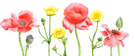 Aquarellzeichnung rote Mohnblumen © cat_arch_angel