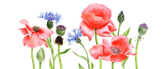 Aquarellzeichnung rote Mohnblumen © cat_arch_angel