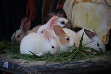Feeding rabbits on animal farm in rabbit-hutch in thailand