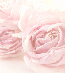 Fototapeta na wymiar Delicate background with pale pink roses close-up