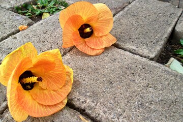 orange flower