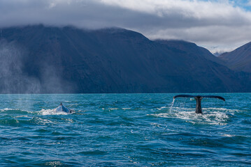 Two Humpback whales seen during whale watching excursion near Husavik, Iceland