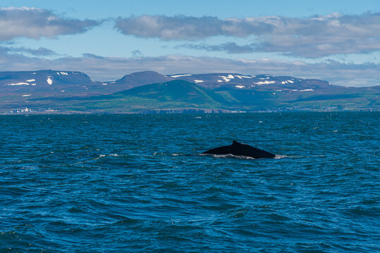 Furchenwale Bilder Durchsuchen 1,675 Archivfotos, und