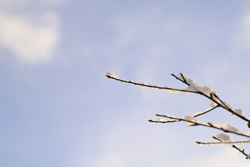 太陽の光に照らされる美しい枝