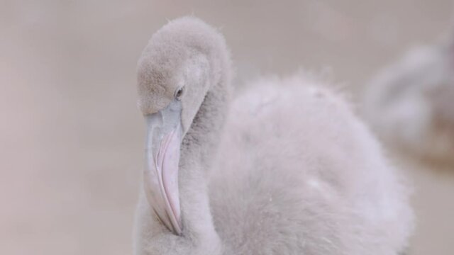 Young and grey flamingo relaxing