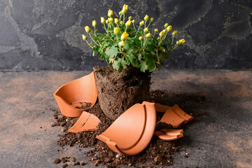 Broken flower pot and plant on grunge background