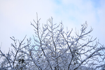 雪が積もる冬の木