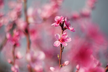 Obraz premium A branch with a peach blossom. In the spring, peach trees bloom in the garden. Spring background.