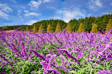 三重県伊賀市に有る「お花畑」