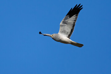 Hen harrier (Circus cyaneus)