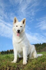 happy White Swiss Shepherd sits in the nature Weisser Schweizer Schäferhund. Berger Blanc Suisse