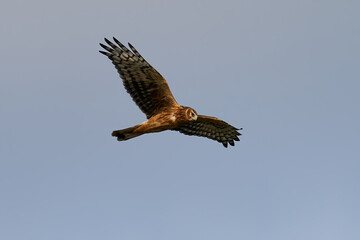 Hen harrier (Circus cyaneus)