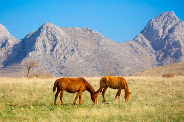 Obraz premium Horse and newborn foal on the background of mountains, a herd of horses graze in a meadow in summer and spring, the concept of cattle breeding, with place for text.