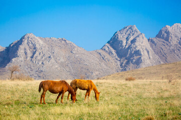 Fototapeta na wymiar Horse and newborn foal on the background of mountains, a herd of horses graze in a meadow in summer and spring, the concept of cattle breeding, with place for text.
