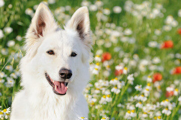 White Swiss Shepherd dog sits in the flower meadow Weisser Schweizer Sch&auml;ferhund