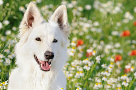 White Swiss Shepherd dog sits in the flower meadow Weisser Schweizer Schäferhund