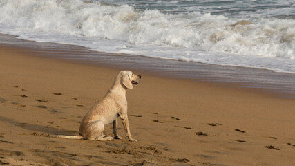 Dog on the beach watching the waves