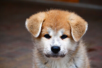 Akita Inu Welpe