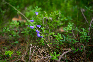 bluebells in the green grass, selective focus