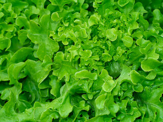 Close up green aok plant. The vegetable for vegan.