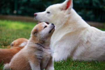 Akita Inu Welpe