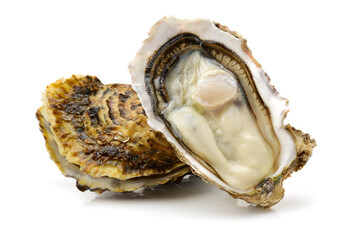 oyster isolated on white