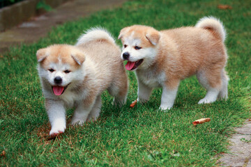 Akita Inu Welpe
