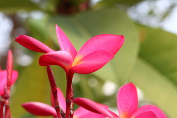 Pink plumeria flower  frangipani tropical flower on tree.
