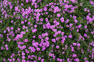 Fototapeta premium field of flowers