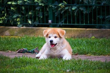 Akita Inu Welpe