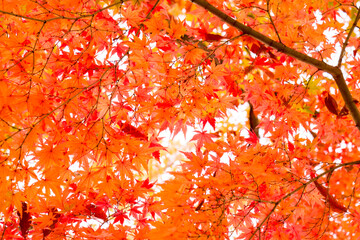 red autumn leaves