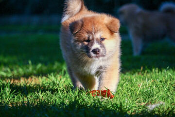 Akita Inu Welpe