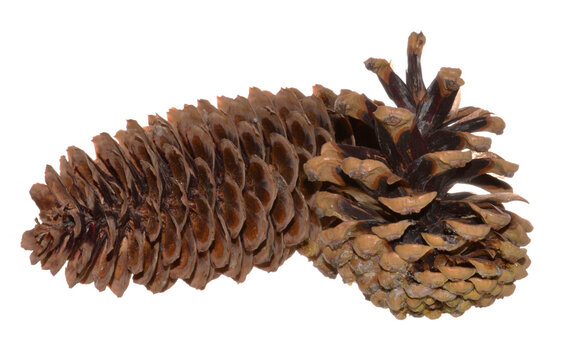 pine cone isolated on white background